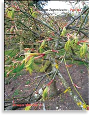 Японский пальчиковый клён «Зелёное кружево» – Acer Palmatum Japonicum «Green lace»