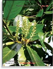 Лавровишня лузитанская – Prunus laurocerasus L.