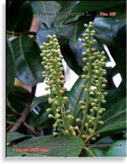 Лавровишня лузитанская – Prunus laurocerasus L.