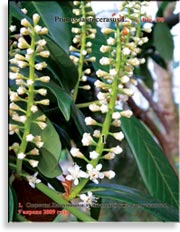 Лавровишня лузитанская – Prunus laurocerasus L.