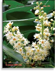 Лавровишня лузитанская – Prunus laurocerasus L.