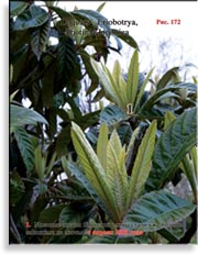 Японская слива – Photinia Japonica