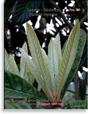 Японская слива – Photinia Japonica