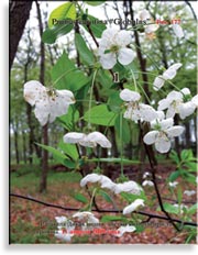Дикая вишня – Prunus cerotina «Globulus»