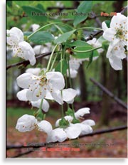 Дикая вишня – Prunus cerotina «Globulus»