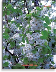 Груша «Шантиклера» – Pyrus «Chanticleer» pear
