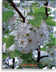 Груша «Шантиклера» – Pyrus «Chanticleer» pear