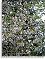 Груша «Шантиклера» – Pyrus «Chanticleer» pear