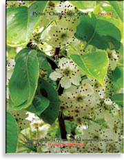 Груша «Шантиклера» – Pyrus «Chanticleer» pear