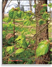 Липа серебристая – Tilia tomentosa