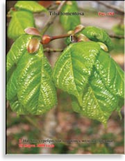 Липа серебристая – Tilia tomentosa