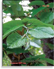 Липа серебристая – Tilia tomentosa