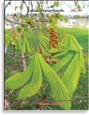 Каштан – Castanea verca Gaerth.