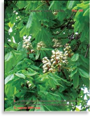 Каштан – Castanea verca Gaerth.