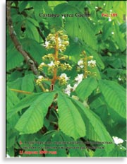 Каштан – Castanea verca Gaerth.