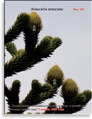 Обезьянье дерево – Araucaria araucana