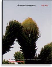 Обезьянье дерево – Araucaria araucana