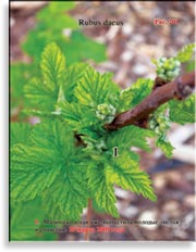 Малина красная – Rubus daeus