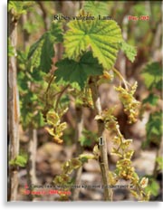 Смородина красная – Ribes vulgare Lam.