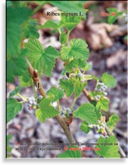 Смородина чёрная – Ribes nigrum L.