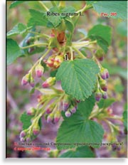 Смородина чёрная – Ribes nigrum L.