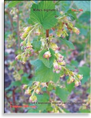 Смородина чёрная – Ribes nigrum L.