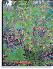 Смородина чёрная – Ribes nigrum L.