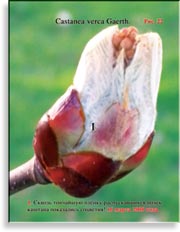 Каштан – Castanea verca Gaerth.