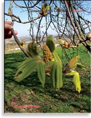Каштан – Castanea verca Gaerth.