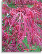 Японский пальчиковый клён «Огненное сияние» – Acer Palmatum Japonicum «Fire glow»