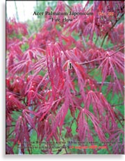 Японский пальчиковый клён «Огненное сияние» – Acer Palmatum Japonicum «Fire glow»