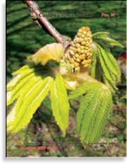Каштан – Castanea verca Gaerth.