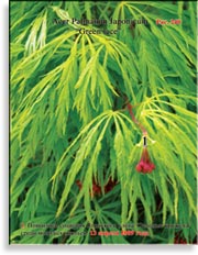 Японский пальчиковый клён «Зелёное кружево» – Acer Palmatum Japonicum «Green lace»