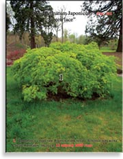 Японский пальчиковый клён «Зелёное кружево» – Acer Palmatum Japonicum «Green lace»
