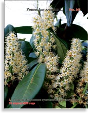 Лавровишня лузитанская – Prunus laurocerasus L.