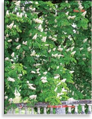 Каштан – Castanea verca Gaerth.