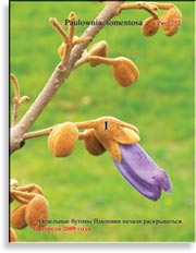Павлония Имперская – Paulownia tomentosa Imperialis