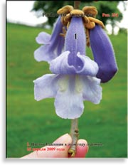 Павлония Имперская – Paulownia tomentosa Imperialis