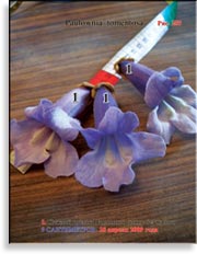 Павлония Имперская – Paulownia tomentosa Imperialis