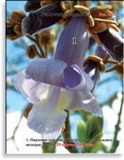 Павлония Имперская – Paulownia tomentosa Imperialis