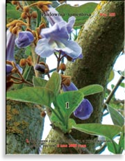 Павлония Имперская – Paulownia tomentosa Imperialis