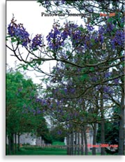 Павлония Имперская – Paulownia tomentosa Imperialis