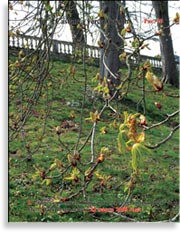 Каштан – Castanea verca Gaerth.