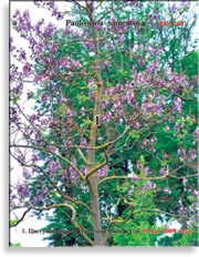 Павлония Имперская – Paulownia tomentosa Imperialis