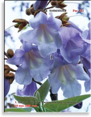 Павлония Имперская – Paulownia tomentosa Imperialis