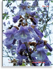 Павлония Имперская – Paulownia tomentosa Imperialis