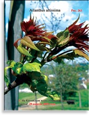 Китайский ясень – Ailanthus altissima
