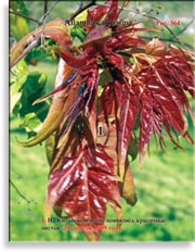 Китайский ясень – Ailanthus altissima