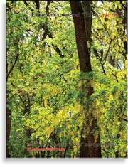 Лябурнум Ватерера «Восси» – Laburnum x watereri «Vossi»