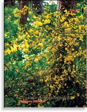 Ракитник мохнатый – Calicotome villosa